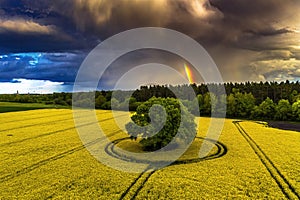 rape seed field in may