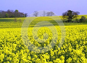 Seed Field in Spring