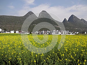 seed field with village