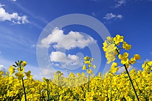 seed flowers in field with blue sky and clouds in summertime