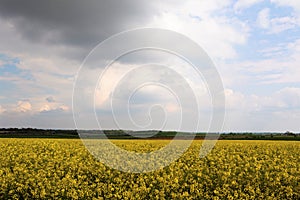 Rape seed oil fields, in Marr 2, Doncaster, South Yorkshire. photo