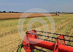 Rape threshing with combines. Harvest. Early grain harvest