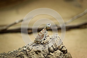 Rapelus sanguinolentus stands on a rock and looks down at its species. Hermit. back is gray-brown lying on a raised rock and