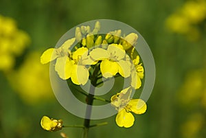 Rapeseed 07