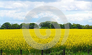 Rapeseed