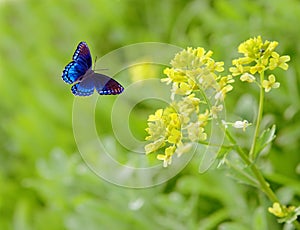 Rapeseed