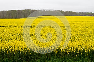 Rapeseed