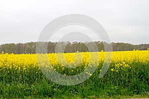 Rapeseed