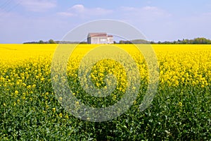 Rapeseed