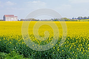 Rapeseed