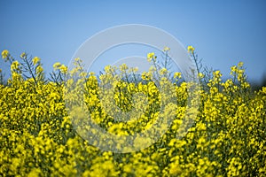 Rapeseed According to the United States Department of Agriculture, rapeseed was the third most important source of vegetable oil