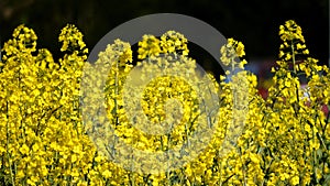 Rapeseed in bloom on dark background