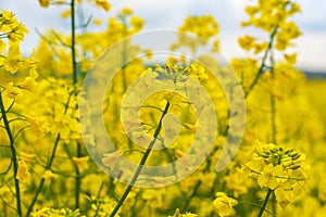 Rapeseed bloom in the field in early spring