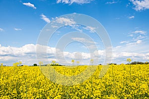rapeseed bloominf yellow fields in spring under blue sky in sunshine