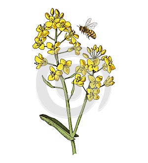 Rapeseed blooming branch with flying bee