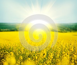 Rapeseed, blooming canola field