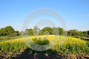 Rapeseed blossom in garden in spring. Blooming siderat rapeseed