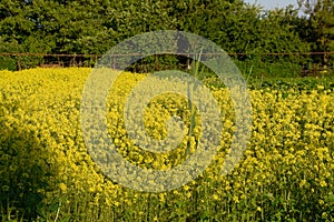 Rapeseed blossom in garden in spring. Blooming siderat rapeseed