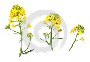 Rapeseed Flowers Isolated on White Background