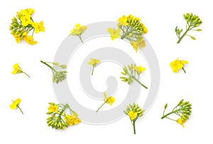 Rapeseed Flowers Isolated on White Background