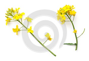 Rapeseed Flowers Isolated on White Background