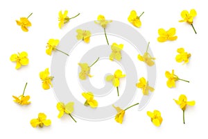 Rapeseed Flowers Isolated on White Background