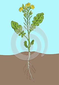 Rapeseed blossom. Oilseed agriculture. Rape plant. Brassica napus. Vector Illustration. Hand drawn color sketch.