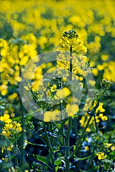 Rapeseed blossoms