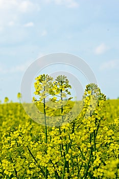 Rapeseed (Brassica napus)