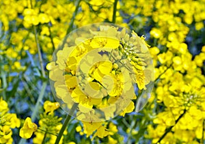 Rapeseed (Brassica napus).