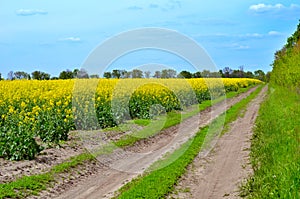 Rapeseed (Brassica napus).