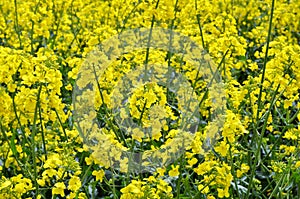 Rapeseed Brassica napus.