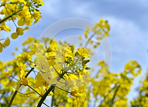 Rapeseed Brassica napus.