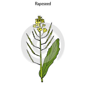 Rapeseed Brassica napus