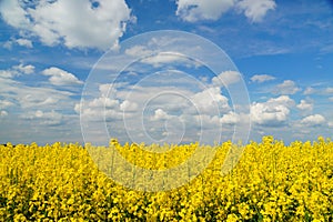 Rapeseed spring crop on farmland, member of the family Brassicaceae and cultivated mainly for its oil rich seed set against a dram