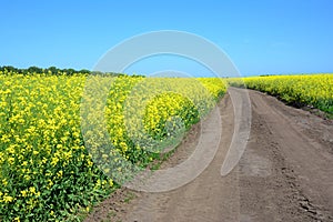 Rapeseed Brassica napus, also known as rape, oilseed rape  field with country road. Rapeseed blossom, Rapeseed field