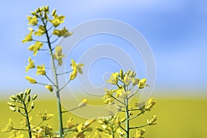 Rapeseed Brassica napus, also known as rape, oilseed rape, rapa, rappi, rapaseed. Field of bright yellow rapeseed in summer.