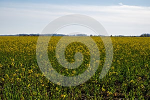 Rapeseed Brassica napus bright-yellow flowering plant, cultivated for its oil-rich seed, source of vegetable oil and protein meal