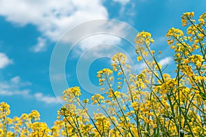 Rapeseed Brassica Napus crop field in bloom