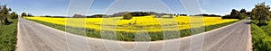 Rapeseed (brassica napus) field and road