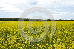 Rapeseed Brassica napus oil seed rape, Field of bright yellow rapeseed