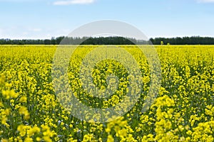 Rapeseed Brassica napus oil seed rape, Field of bright yellow rapeseed