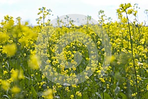 Rapeseed Brassica napus oil seed