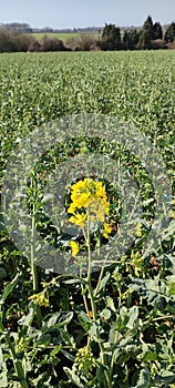 Rapeseed - Brassica napus subsp. napus, Norfolk, England, UK.