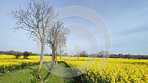 Rapeseed - Brassica napus subsp. napus, Norfolk, England, UK.