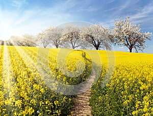 Rapeseed, canola or colza field