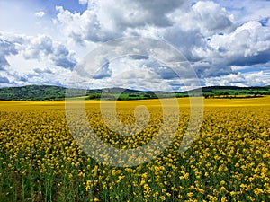 Rapeseed, canola or colza field with beautiful clouds on sky