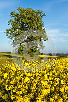 Rapeseed canola or colza field brassica napus and tree