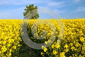 Rapeseed canola or colza field Brassica Napus and tree