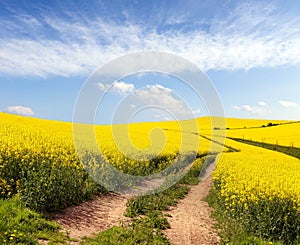 Rapeseed canola or colza field in latin brassica napus